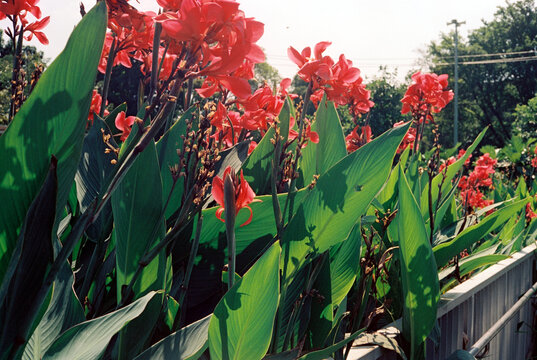 Film scan high resolution flower garden outdoors aesthetic summer vibe