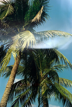 Cinema negative film overlay organic grain light leaked palm trees bg