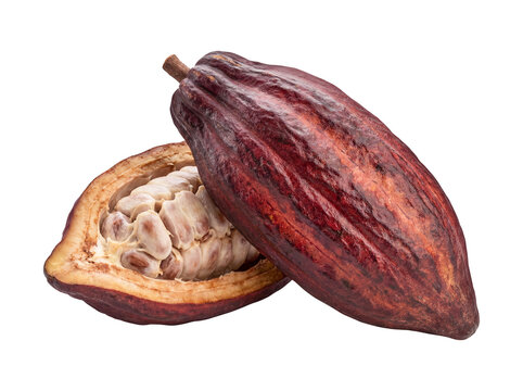 Ripe Cocoa Pod Split Open with Fresh Beans Isolated on Transparent Background