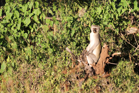 Gr&uuml;ne Meerkatze / Vervet monkey / Cercopithecus aethiops