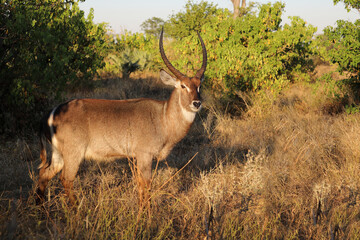 Obraz premium Wasserbock / Waterbuck / Kobus ellipsiprymnus