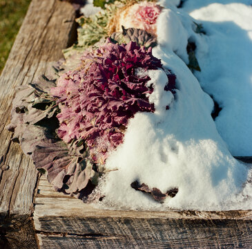 Cabbage in snow