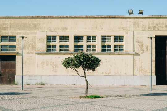 Minimal urban facade with solitary tree