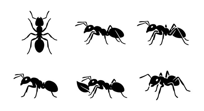 Black ant silhouette icons, 6 insect vector set, worker ant pest control graphics