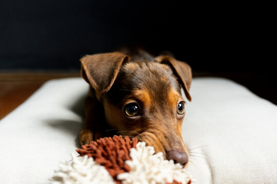 Puppy playtime bliss