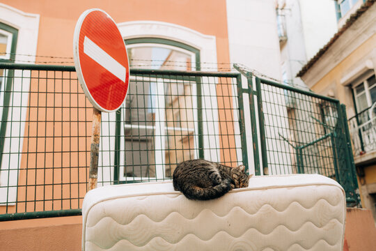 Sleeping tabby cat on discarded mattress in city