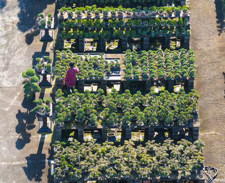 Aerial View of Bonsai Nursery with Worker and Potted Trees