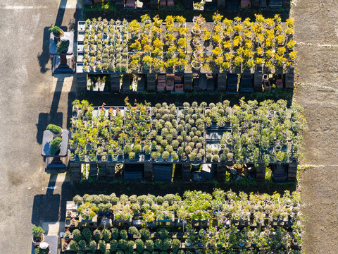 High Angle View of Organized Bonsai Plant Nursery