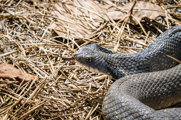 Obraz premium tan colored eastern hognose snake Heterodon platirhinos portrait with tongue testing air closeup sunlit