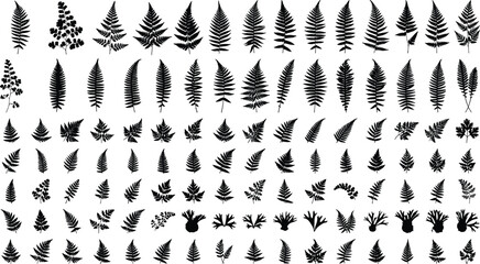 Massive collection of diverse black vector fern leaf silhouettes including tropical and forest fronds isolated on white background for botanical graphic design © Sourav