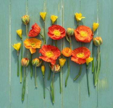 Icelandic poppy on wooden background