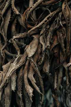 Close-up of dried aloe leaves texture