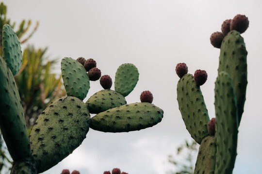 Prickly pear cactus with ripe red fruits