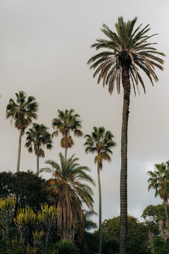 Tall palm trees against soft cloudy sky