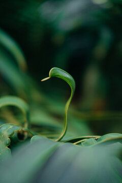Minimal green leaf curl with soft background