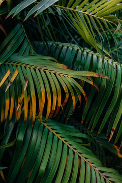 Overlapping tropical palm fronds in lush greenery