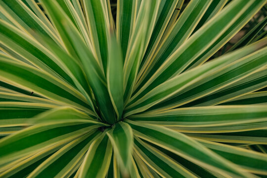 Radial striped tropical plant leaves close-up