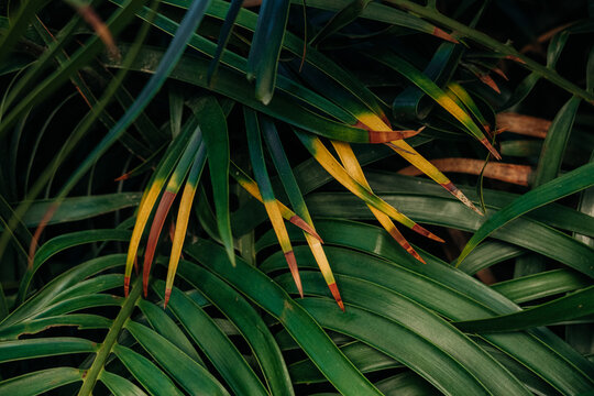 Palm leaves with yellow and brown tips
