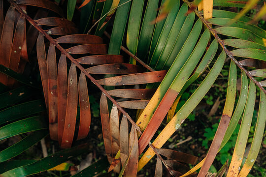 Aging palm leaves with green and brown tones