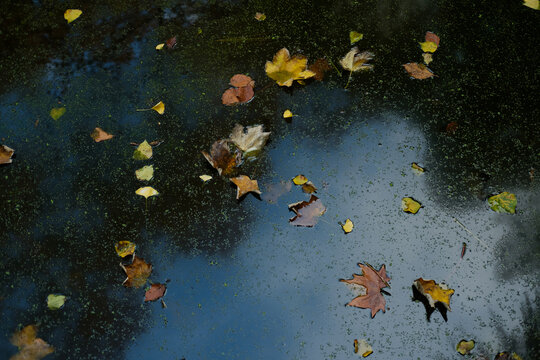 Autumn leaves floating on reflective water