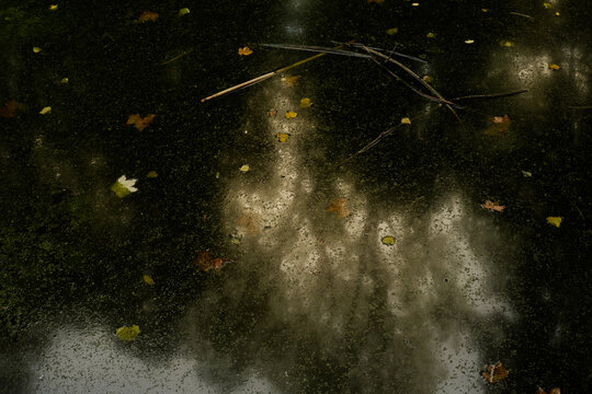 Branches, leaves and duckweed on dark pond