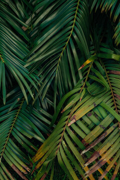 Dense overlapping palm fronds texture