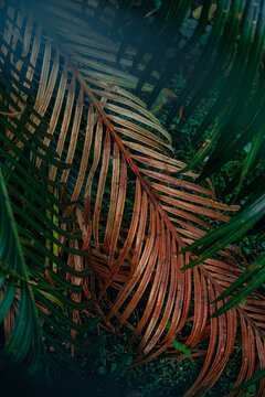 Tropical leaves with green and warm brown tones