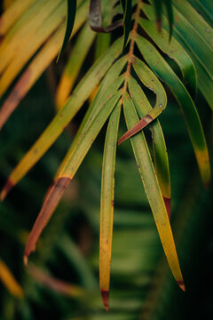 Palm leaf detail with yellow and brown tips