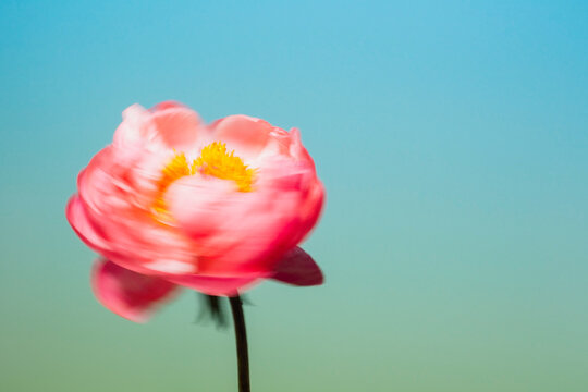 Pink peony blooming