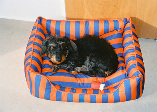 Full-body analog-style shot of a dachshund lying in a cozy bed at home