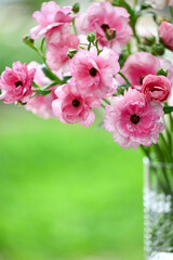 Obraz premium Close up of Pink Butterfly Ranunculus Hera Flowers on Green Background