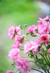 Obraz premium Close up of Pink Butterfly Ranunculus Hera Flowers on Green Background