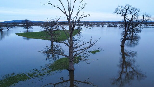trees reflected in flood water in the countryside in winter
