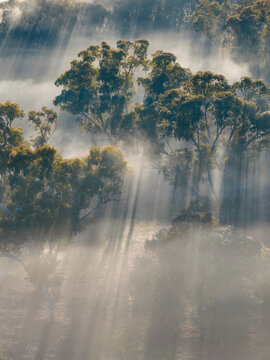 Rays of light through morning fog and tree tops in bushland