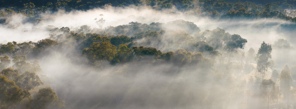 Rays of light through morning fog and tree tops in bushland