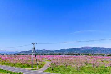 Obraz premium 桃満開 福島県桑折町(こおりまち) ポケットパーク 