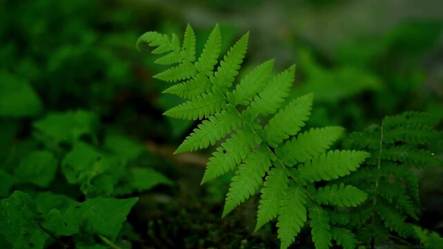 A serene video showcasing a lush green fern plant in a natural setting with vibrant foliage and peaceful surroundings.