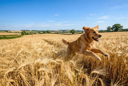 Spirited golden retriever playfully bounding through a golden wheat field