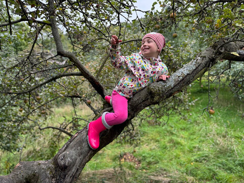 A girl climbing an apple tree.