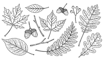 A detailed illustration of various leaves and acorns in a minimalist line art style © Najma
