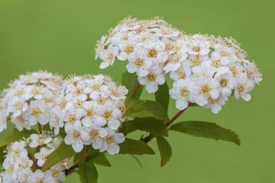 reeves spirea