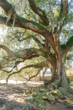 Tree of Life Audobon Park New Orleans