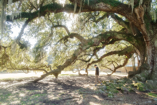 Tourist Exploring Tree of Life Live Oak, New Orleans Louisiana