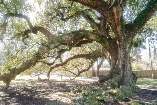 Tree of Life Audobon Park New Orleans
