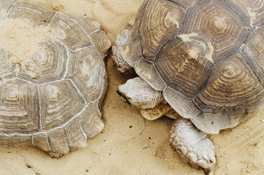 Galapagos tortoise

