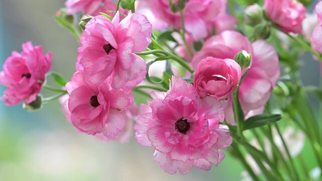 Close up of Pink Butterfly Ranunculus Hera Flowers on Green Background