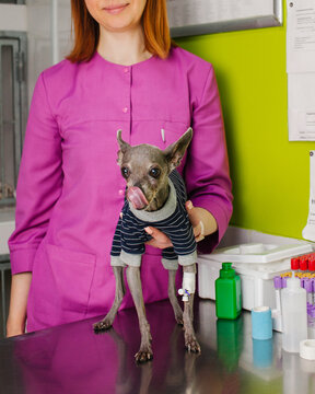 A veterinarian with a hairless dog at a veterinary clinic.