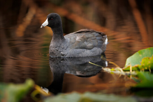 American Coot