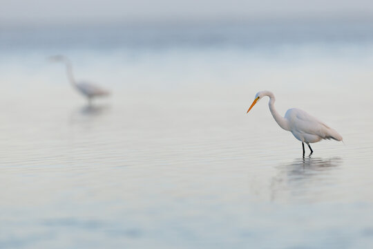 Great Egrets
