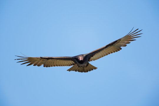 Turkey Vulture
